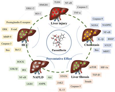 Paeoniflorin, a Natural Product With Multiple Targets in Liver Diseases—A Mini Review